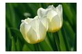 Tulpen F 02